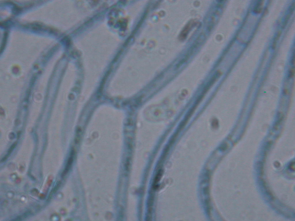 Calocera cornea  ......